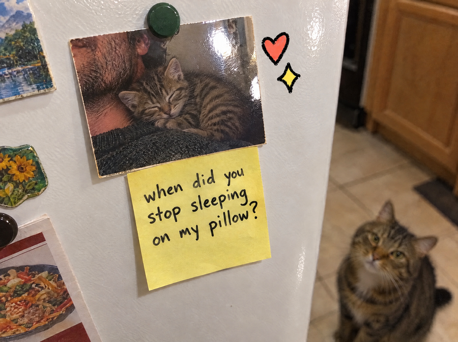 A kitten photo on the fridge with a sticky note that says when did you stop sleeping on my pillow