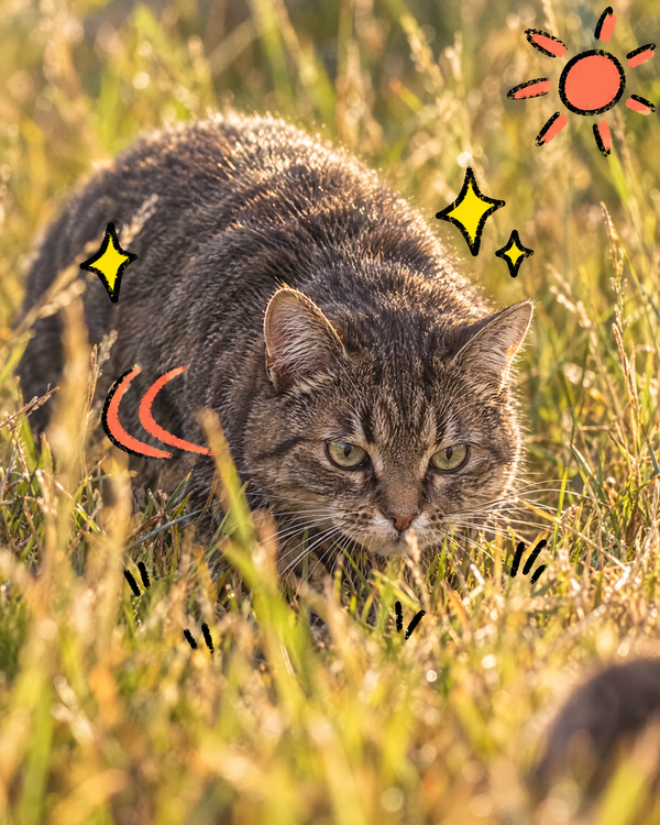 A cat crouched in tall grass, hunting outside